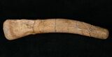 Hadrosaur Metacarpal (Hand Bone) - Montana #14789-1